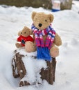 Two teddy brown bears sit hugging on stump