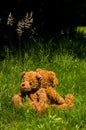 Two teddybears in the grass Royalty Free Stock Photo