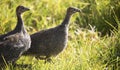 Two teenage helmeted guineafowl walking through a green meadow at sunset or sunrise. Royalty Free Stock Photo
