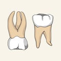 Two teeth with roots. Vector illustration.
