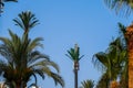 Two Telephone tower in the form of a palm tree Royalty Free Stock Photo