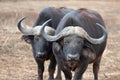 Two tempermental Cape Buffalo [syncerus caffer] bulls in the bush in South Africa Royalty Free Stock Photo