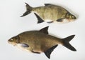Two tench. Royalty Free Stock Photo