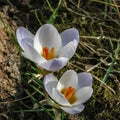 Two tender early crocuses Blue Pearl under the tree. Sunny spring day. Royalty Free Stock Photo