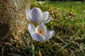 Two tender early crocuses Blue Pearl under the tree. Sunny spring day Royalty Free Stock Photo