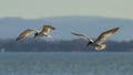 Two Tern Birds in flight Royalty Free Stock Photo