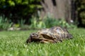 Two terrestrial domestic turtles are walking on the grass outside. Terrestrial animals with a high Royalty Free Stock Photo