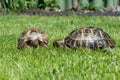 Two terrestrial house tortoises crawl on a green grass lawn in the afternoon under the sun Royalty Free Stock Photo