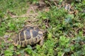 Two Terrestrial tortoise Royalty Free Stock Photo