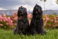 Two Terrier Zordan Black sit in hydrangea flowers