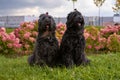 Two Terrier Zordan Black sit in hydrangea flowers