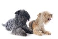 Two terriers Royalty Free Stock Photo
