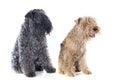 Two terriers Royalty Free Stock Photo