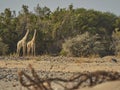 Two territorial Giraffe bulls standing in a dry rver bed Royalty Free Stock Photo