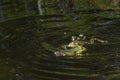 Two territorial male water frogs (Pelophylax kl. esculentus) quarrel in a pond, dark background, copy space Royalty Free Stock Photo