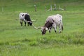 Two Texas Longhorn Bulls Royalty Free Stock Photo