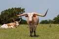 Two Texas longhorn cattle in the grass Royalty Free Stock Photo