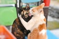 Two Thai cute cats snuggling and use tongue lick at face and grooming each other.