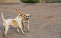 Two Thai dogs play on muddy ground