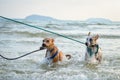 thai dogs playing Royalty Free Stock Photo