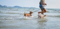 Two thai dogs playing on the beach Royalty Free Stock Photo