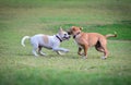 Two thai dogs playing on the beach Royalty Free Stock Photo