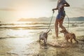 Two thai dogs playing on the beach Royalty Free Stock Photo