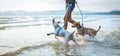 Two thai dogs playing on the beach