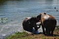 Two thai elephants playing on the river Royalty Free Stock Photo