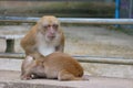 Two thai red face monkeys making love for mating at outdoor park