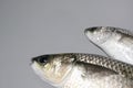 Two thick lipped grey mullet fish on grey background with copy space on left