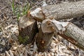 Two thin tree trunks gnawed by beavers with small pieces of wood on the ground Royalty Free Stock Photo