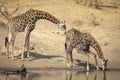 Two adult male giraffe standing at edge of river with one drinking in Kruger Park South Africa Royalty Free Stock Photo