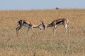 Two Thompson gazelles sparring in the savannah