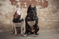 Two dogs: black american pit bull and white bull terier in muzzles seatting over scraped wall background