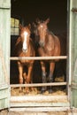 Two thoroughbred foals in stable door. Horses in the barn Royalty Free Stock Photo