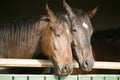 Two thoroughbred horses looking over stable door Royalty Free Stock Photo