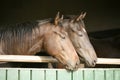 Two thoroughbred horses looking over stable door