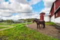 Two thoroughbred horses stand together in a corral at a large horse ranch farm with barn and silo in the countryside of Finland Royalty Free Stock Photo