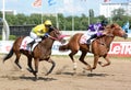 Two thoroughbred racehorses in motion