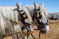 Two thoroughbred Shire horses wearing tackle and blinkers