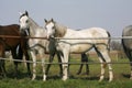 Two thoroughbred young horses standing at the corral gate Two thoroughbred young horses standing at the corral gate Royalty Free Stock Photo