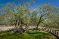 Two thousand years old olive tree Royalty Free Stock Photo