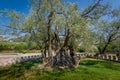 Two thousand years old olive tree Royalty Free Stock Photo