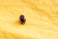 Tick Reproduction Royalty Free Stock Photo