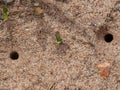 Two Tiger Beetle Larva Burrows