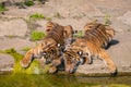 two tiger cubs playing on the bank of a stream Royalty Free Stock Photo