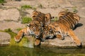 two tiger cubs playing on the bank of a stream Royalty Free Stock Photo