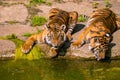 two tiger cubs playing on the bank of a stream Royalty Free Stock Photo