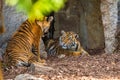 two tiger cubs playing on the bank of a stream Royalty Free Stock Photo